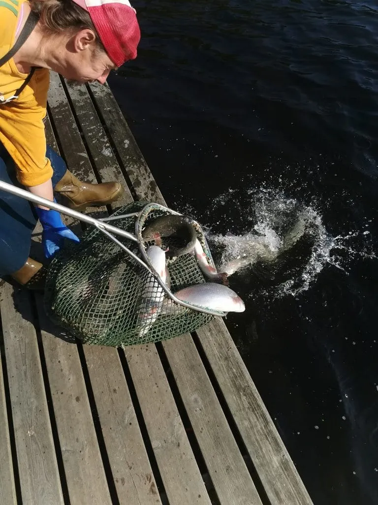 Fiskekort & Regler Grundsjön Put & Take